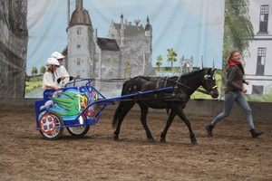 Ponykamp, aangepast paardenkamp, trainingsdagen