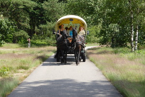 Huifkartocht door staatbos gebied!